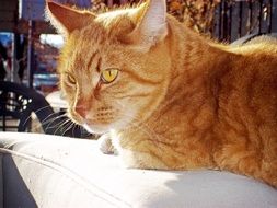 Tabby Cat Orange