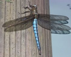 wondrous Dragonfly Insect