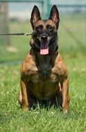 Belgian Malinois Dog