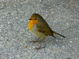 robin with reddish breast