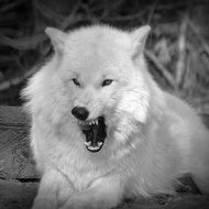 white wolf with open mouth close-up on blurred background