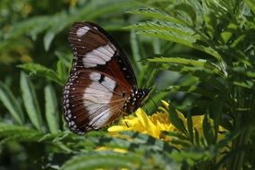 cute lovely small Butterfly