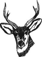 portrait of a stag