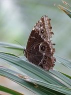 chocolate Butterfly Closeup