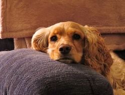 cocker spaniel puppy lies on a sofa