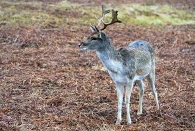 deer on dry grass in the wild