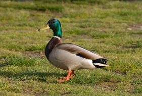 mallard with a green head on the lake