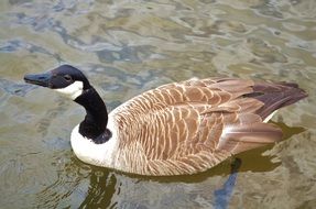 brown duck with a black head in the water