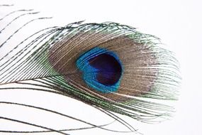 peacock feather on the white background