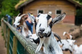 Portrait of a goat