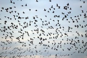 wild goose- migratory birds