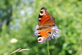 orange butterfly on the summer flower