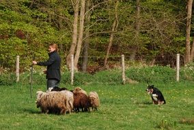 shepherd and sheep on a farm