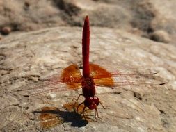 red dragonfly on a gray stone