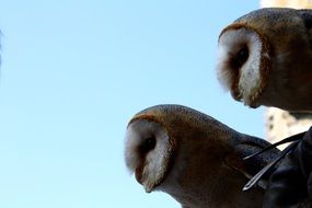 two Owls barn owls