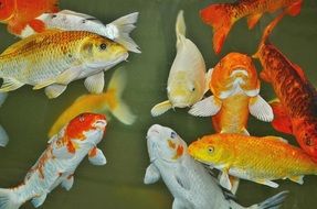 gold Fish Animal