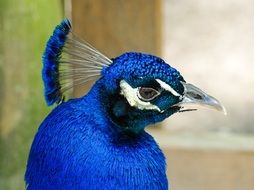 Blue Peacock head with plumage close up