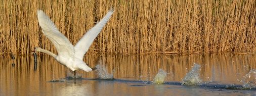 enchanting rises Swan