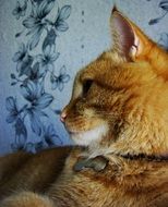 red cat near the wall close-up