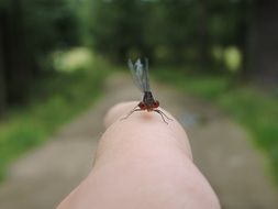 water dragonfly on hand