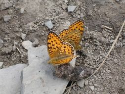 two orange spotted butterflies on a stone