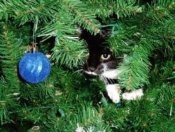 black cat in a christmas tree