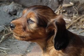 gorgeous beauty Dachshund Puppy