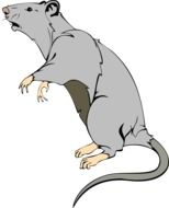 drawing of a gray rat