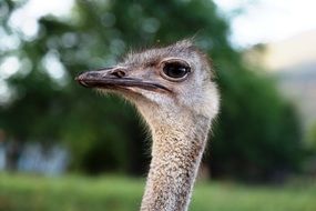 enchanting Ostrich