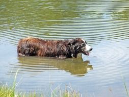 brown Dog stands in Water