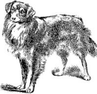 Ä°llustration of Domestic canine