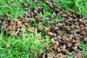 many bees on green grass close-up