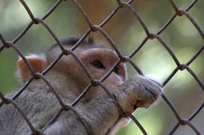 Caged Monkey close-up on blurred background
