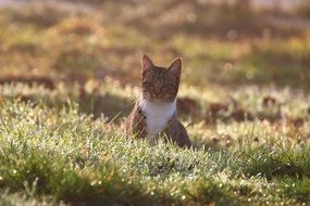 domestic cat sitting on the grass in the morning