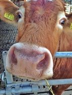 cows behind the fence