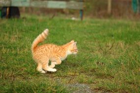 frisky red tabby kitten