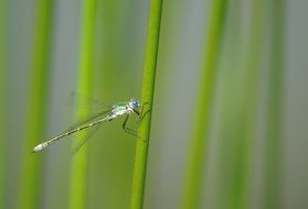 dragonfly on a thin stem of a plant