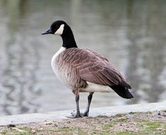 Canadian Goose on stone at water