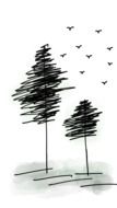 Birds in sky above Pine Trees, drawing