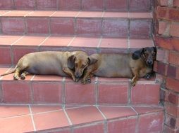 Animal Dog Brown