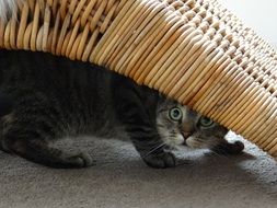 domestic cat is hiding under a wicker chair