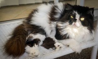 Himalayan Persian cat