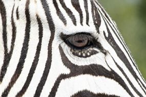 Zebra eye