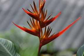 Paradise Flower Of Thailand