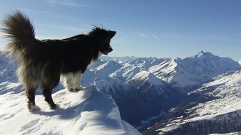dog on a snowy alpine rock