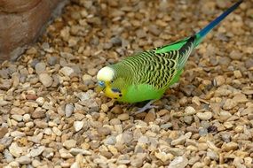 Bird Budgie Pet Parrot