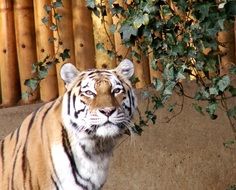 Beautiful and colorful Tiger near the plants in the zoo