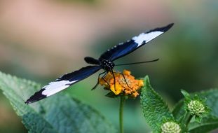 butterfly on an orange flower on the field