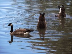 canadian snow geese in the water