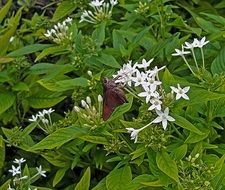 big moth on white flowers